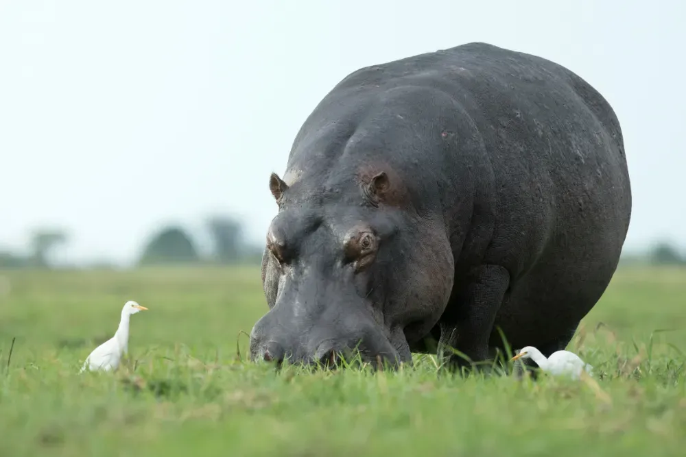 A hippo eating grass in a field while hanging out with two small white birds.